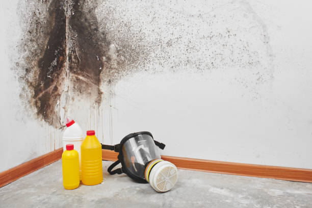 Best Professional Mold Removal  in Rosenhayn, NJ