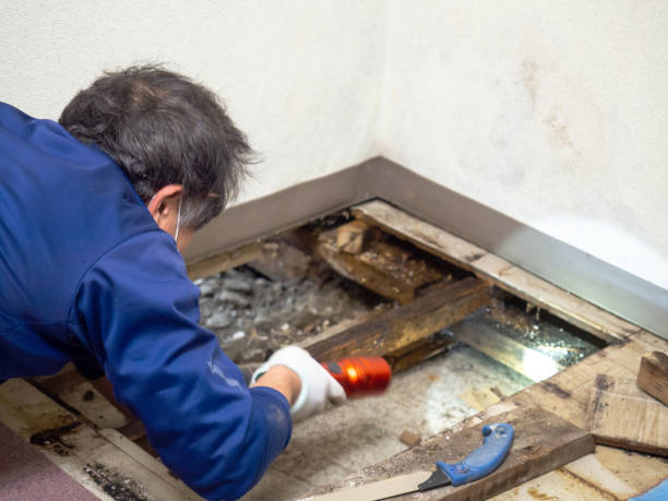 Best Same-Day Mold Removal  in Rosenhayn, NJ