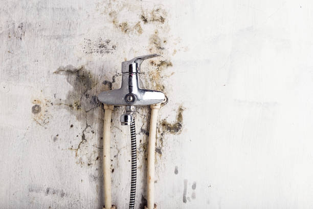 Best Mold Testing  in Rosenhayn, NJ