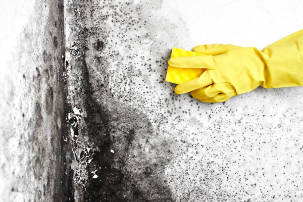 Best Mold Removal Process  in Rosenhayn, NJ