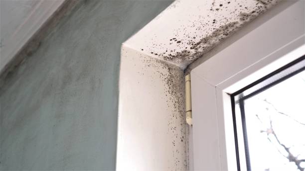 Best Mold Removal Company Near Me  in Rosenhayn, NJ