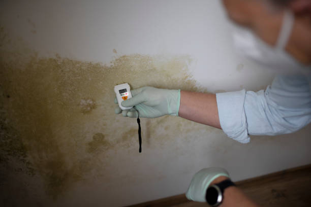 Best Mold Damage Repair  in Rosenhayn, NJ