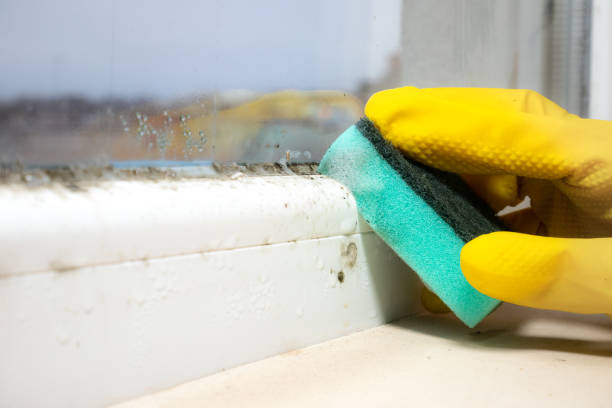 Best Residential Mold Removal  in Rosenhayn, NJ