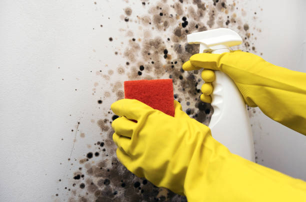 Best Attic Mold Removal  in Rosenhayn, NJ