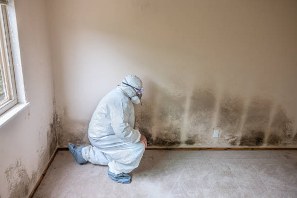 Best Mold Damage Repair  in Rosenhayn, NJ