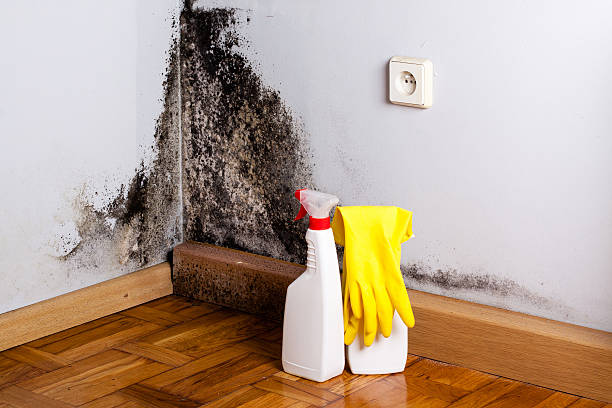 Best Local Mold Removal Service  in Rosenhayn, NJ