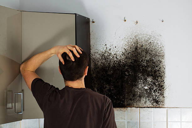 Best Same-Day Mold Removal  in Rosenhayn, NJ