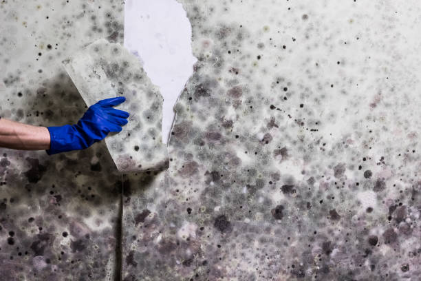 Best Mold Remediation  in Rosenhayn, NJ
