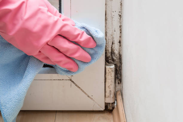 Best Black Mold Removal  in Rosenhayn, NJ