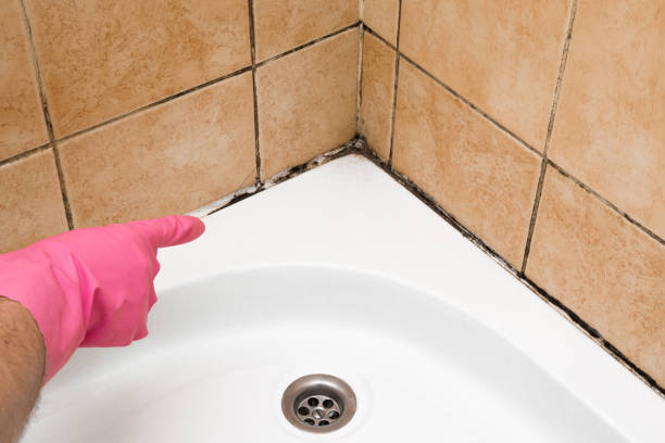 Best Mold Removal Company Near Me  in Rosenhayn, NJ